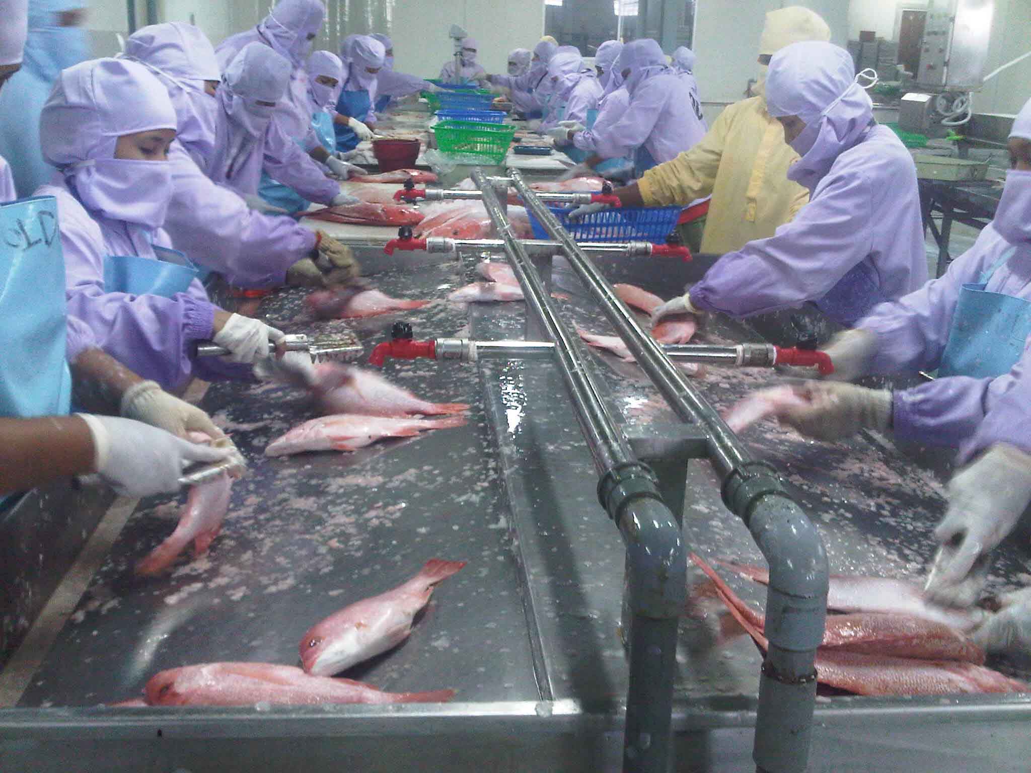 What Is Fish Processing Plant - Design Talk